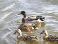 Ducks Swimming